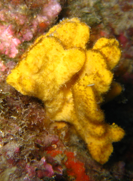 Axinella damicornis